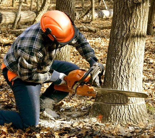 Tree Removal in Hanna, OK
